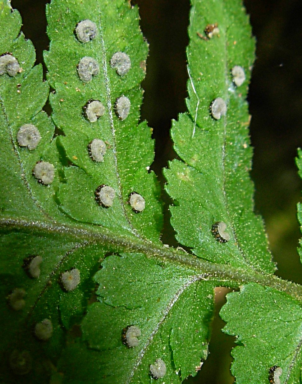 Dryopteris tyrrhena / Felce tirrenica